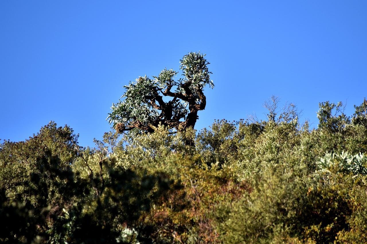 Tredenham Boutique Hotel Блоемфонтейн Екстериор снимка A juniper tree in the park